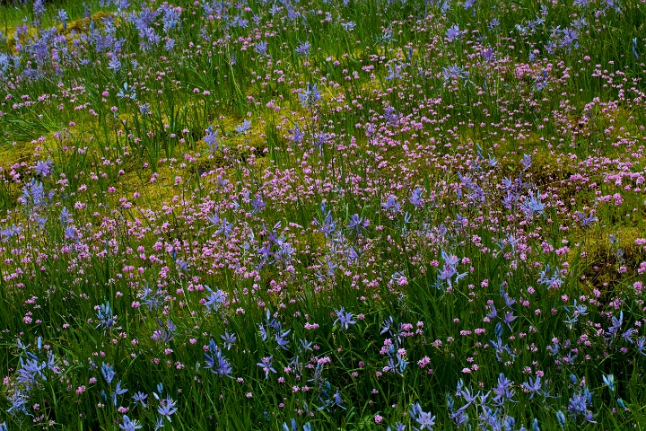 Camassia Garden.jpg